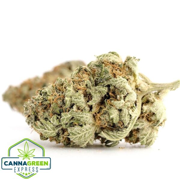 Northern Lights strain is a legendary indica strain cherished for its calming effects, relaxation, and ability to soothe anxiety and stress. This cannabis strain offers a sweet, earthy aroma combined with notes of pine and spice, creating a memorable flavor profile for enthusiasts. Known for its potent THC levels, the strain is often used for managing insomnia, pain relief, and inducing a tranquil state. Its dense, resin-coated buds highlight its potency and make it a favorite among cannabis cultivators. Originating from Afghani and Thai genetics, Northern Lights has a storied legacy in the cannabis community. This strain's psychoactive effects foster a soothing high while offering a natural remedy for everyday discomforts. With a combination of sweet flavors and powerful effects, Northern Lights has become a cornerstone for recreational and medicinal cannabis users alike. Its genetics contribute to a reliable growth process and high yields, making it popular for cultivators worldwide. The strain’s ability to deliver deep relaxation without heavy sedation has made it iconic, and its sweet aroma with pine undertones ensures it stands out in the crowded market of indica strains. Perfect for those seeking peaceful moments or relief after a long day, Northern Lights strain continues to shine as a hallmark of quality in cannabis culture.