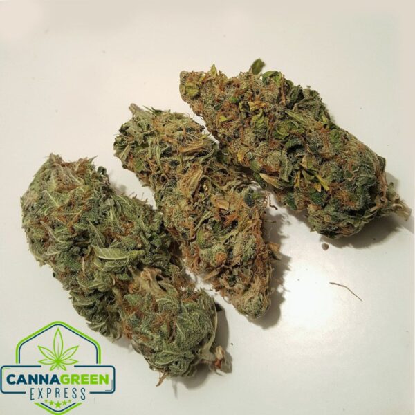 The Northern Lights strain is an iconic indica cannabis strain celebrated for its potency, aromatic profile, and deeply soothing effects. Renowned for its ability to alleviate stress, insomnia, and muscle tension, this strain is a top choice for users seeking calming relaxation. Its THC-rich buds, often displaying a vibrant mix of dark green and purple hues, deliver a sweet, earthy flavor with hints of pine and spicy undertones. Northern Lights cannabis is a descendant of Afghani and Thai landrace strains, contributing to its resilience during cultivation and high yields. This strain’s tranquilizing effects start with a gentle euphoria, progressing into full-body relaxation, ideal for relieving anxiety and chronic pain. Its dense trichomes not only enhance its potency but also make it a prized choice among cultivators and cannabis enthusiasts alike. The Northern Lights strain has stood the test of time, cementing its reputation in the cannabis world as a classic for relaxation, calmness, and medicinal benefits. Its rich genetics have even inspired other famous hybrids, proving its legacy in the world of weed strains. Whether for evening relaxation or therapeutic use, Northern Lights provides a memorable experience with its unique blend of sweet flavors, earthy tones, and euphoric effects. Perfect for users seeking cannabis strains that offer a balanced high with profound relaxation benefits, Northern Lights remains an all-time favorite.