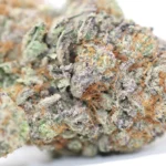 MK Ultra BC