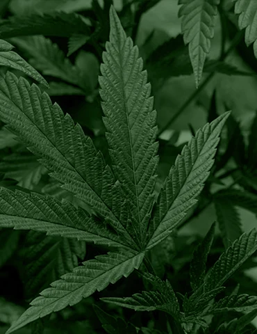 Canna Green Express - Buy Weed Online Canada