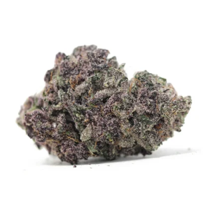 Purple Maroc
