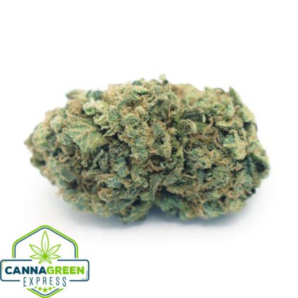 Animal Cookies