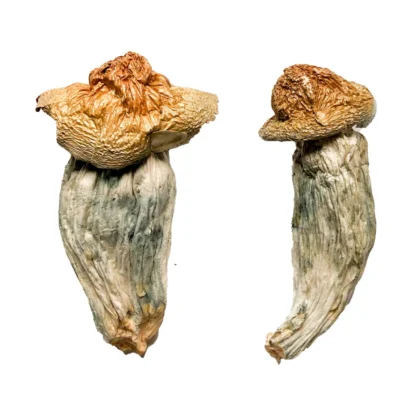 Melmac Penis Envy