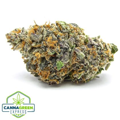 Mimosa
