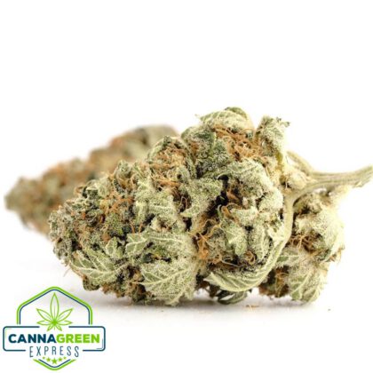 Northern Lights (NL)