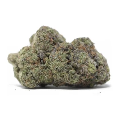 Peyote Critical