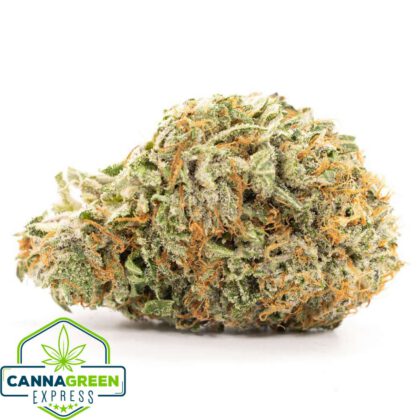 Purple Kush