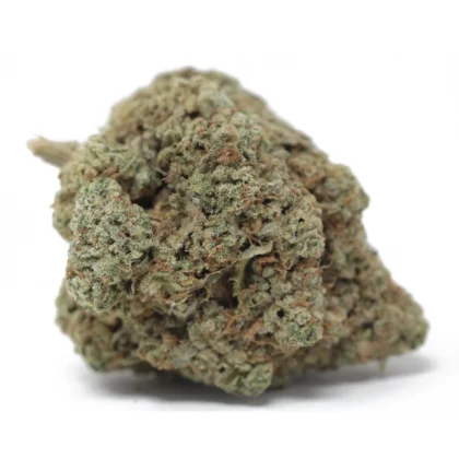 White Rhino